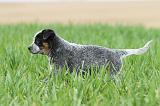 BOUVIER AUSTRALIEN 192